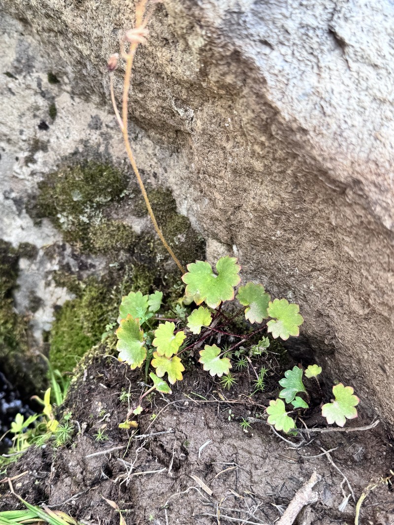 Micranthes nelsoniana var. porsildiana photo 8