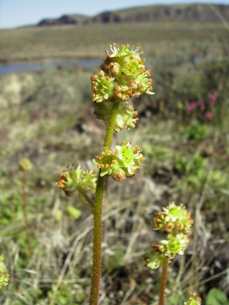 Peak Saxifrage