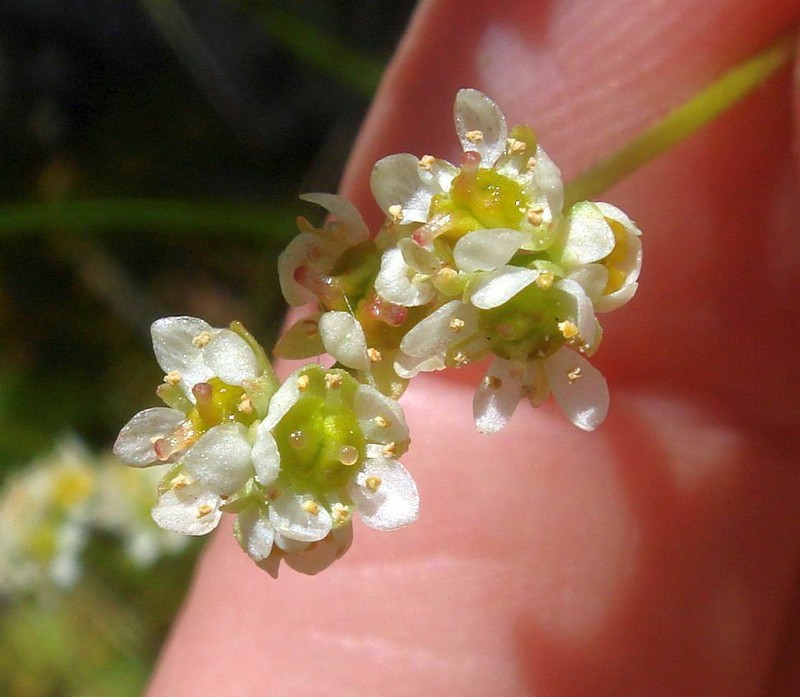 Peak Saxifrage photo 3