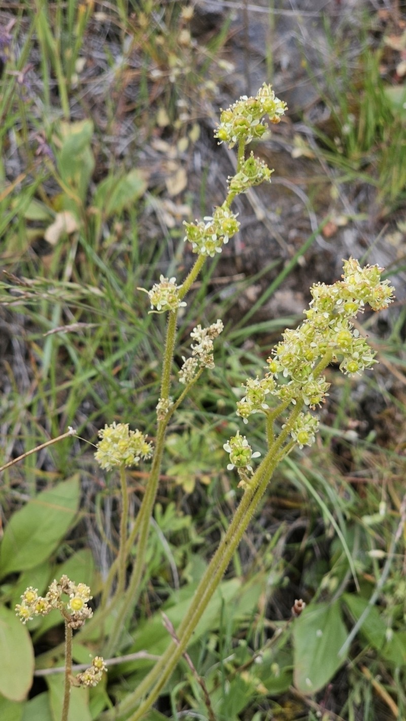 Peak Saxifrage photo 4