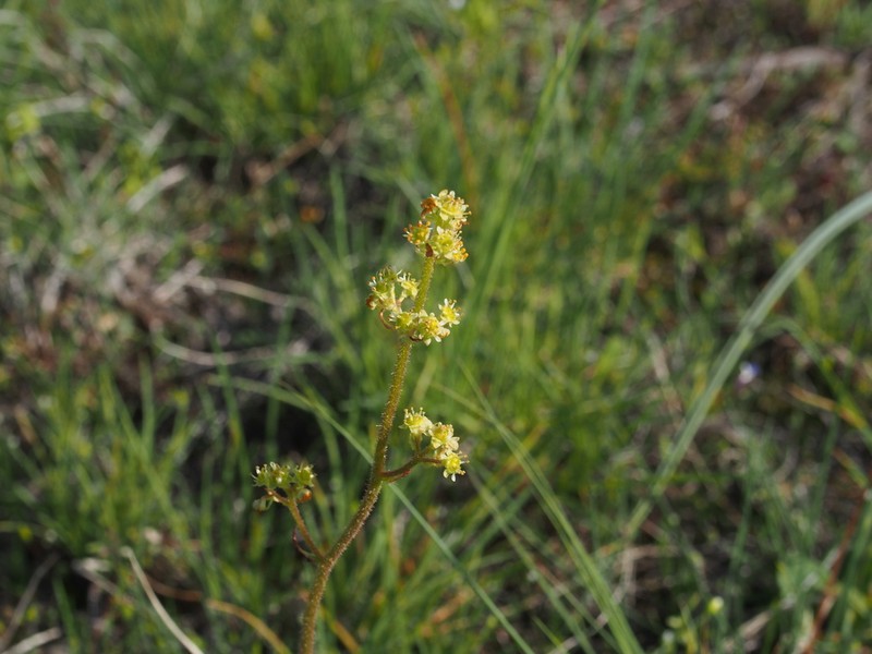 Peak Saxifrage photo 5