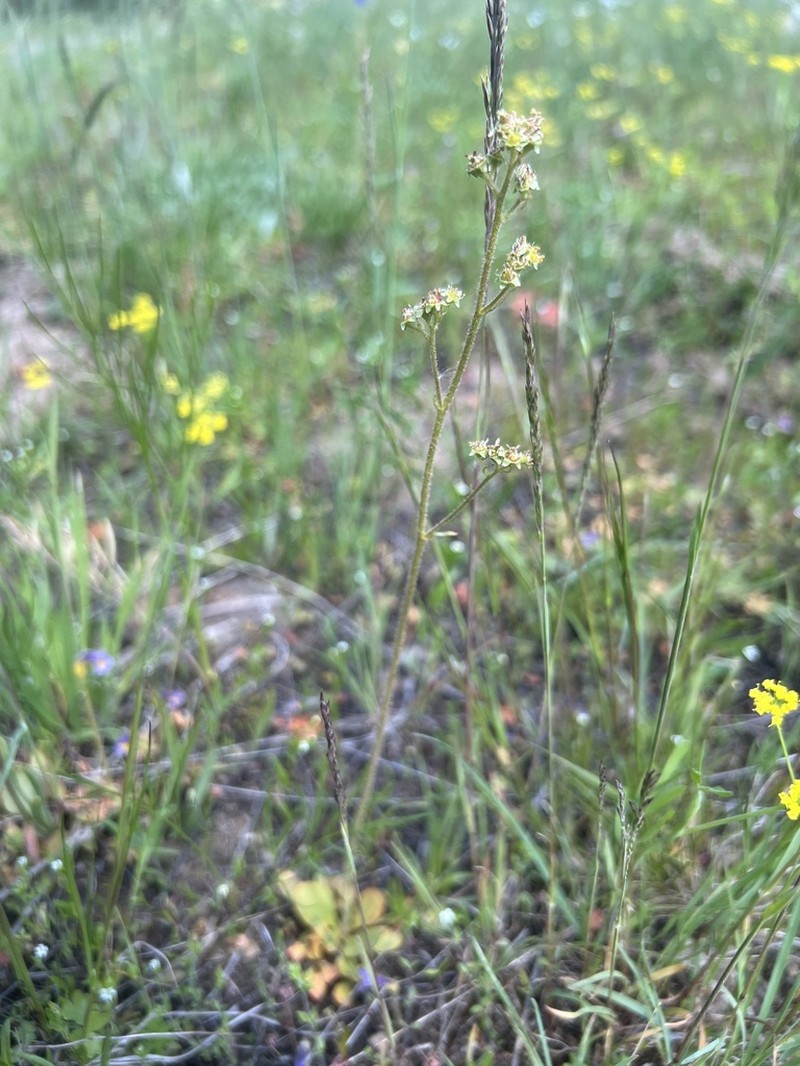 Peak Saxifrage photo 6