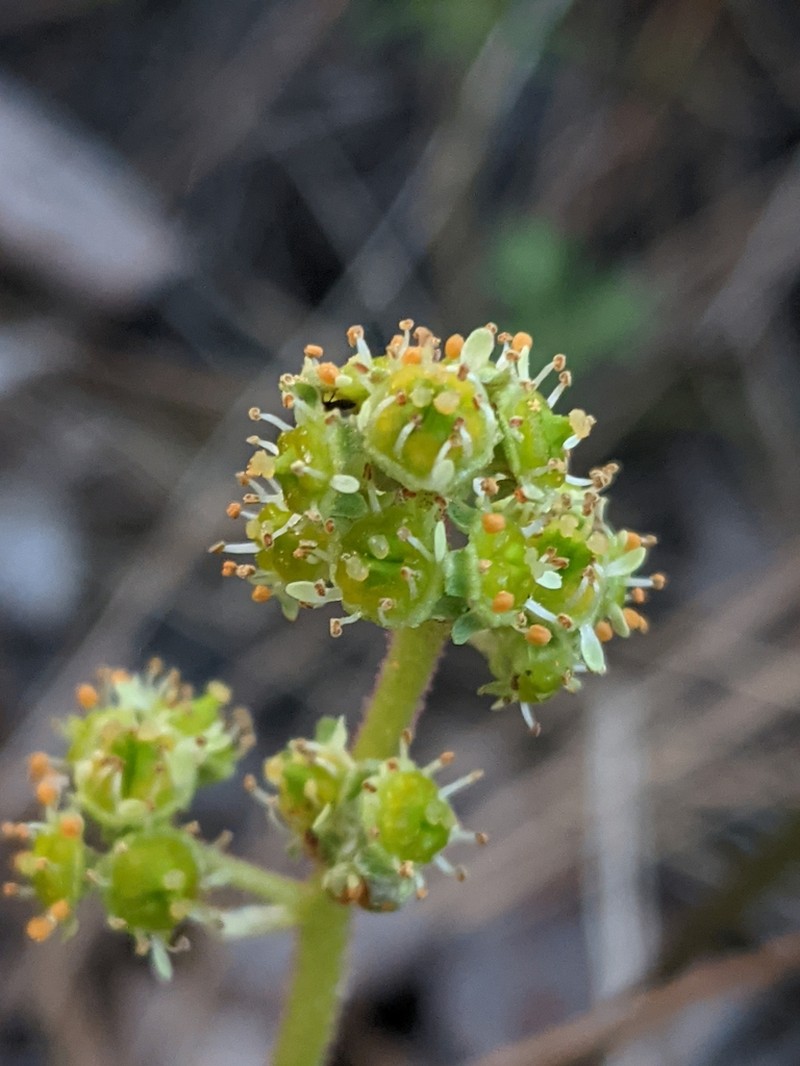 Peak Saxifrage photo 7