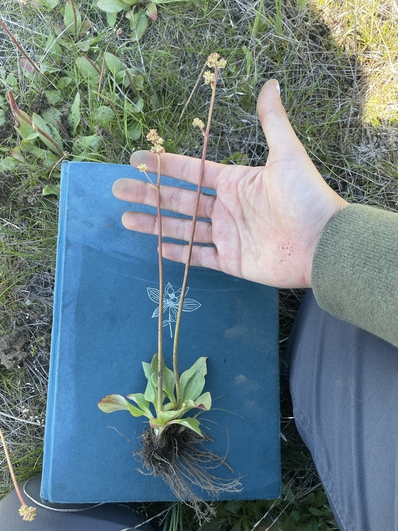 Peak Saxifrage photo 8