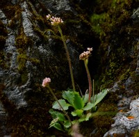 Alpine Saxifrage