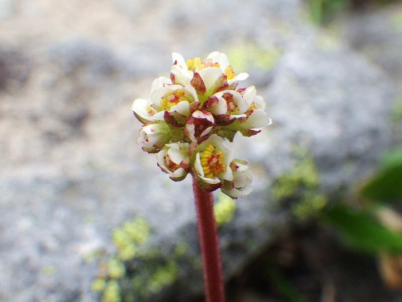 Alpine Saxifrage photo 3