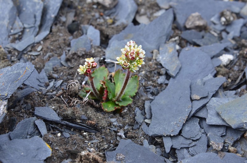 Alpine Saxifrage photo 4