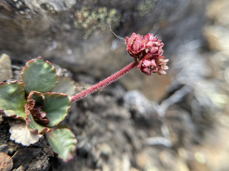 Alpine Saxifrage photo 5