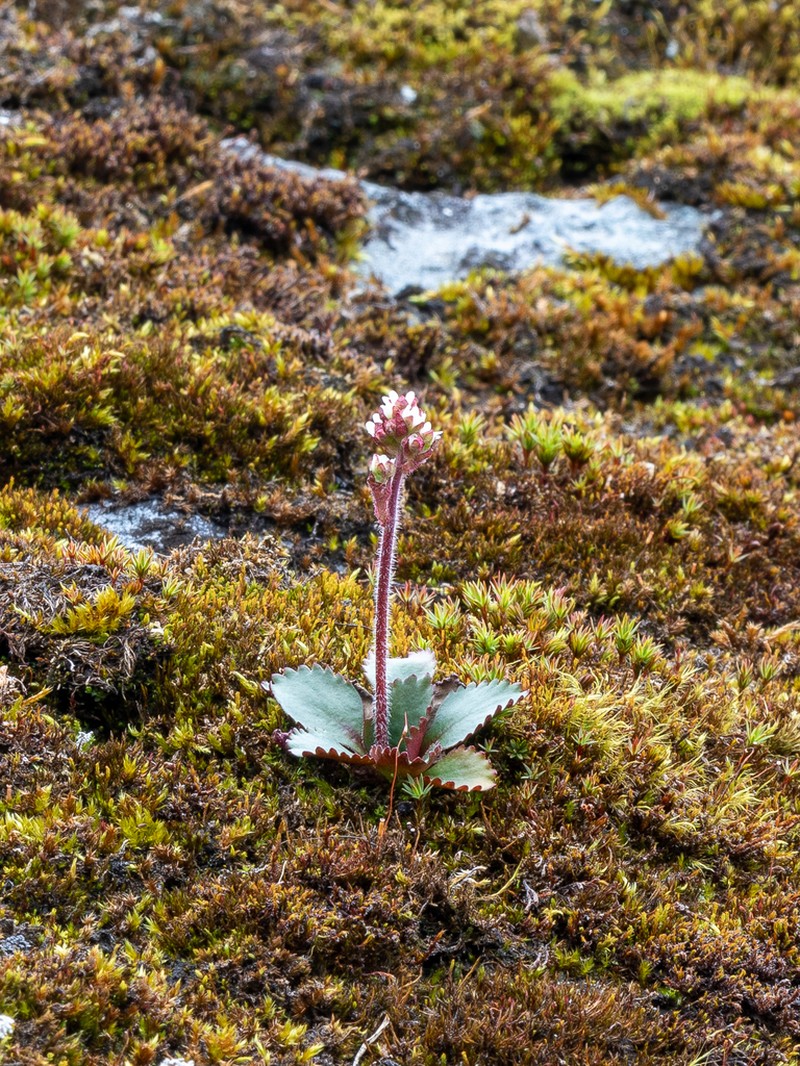 Alpine Saxifrage photo 6