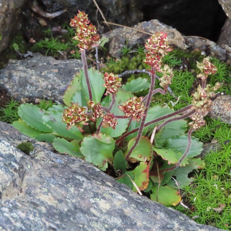 Alpine Saxifrage photo 7