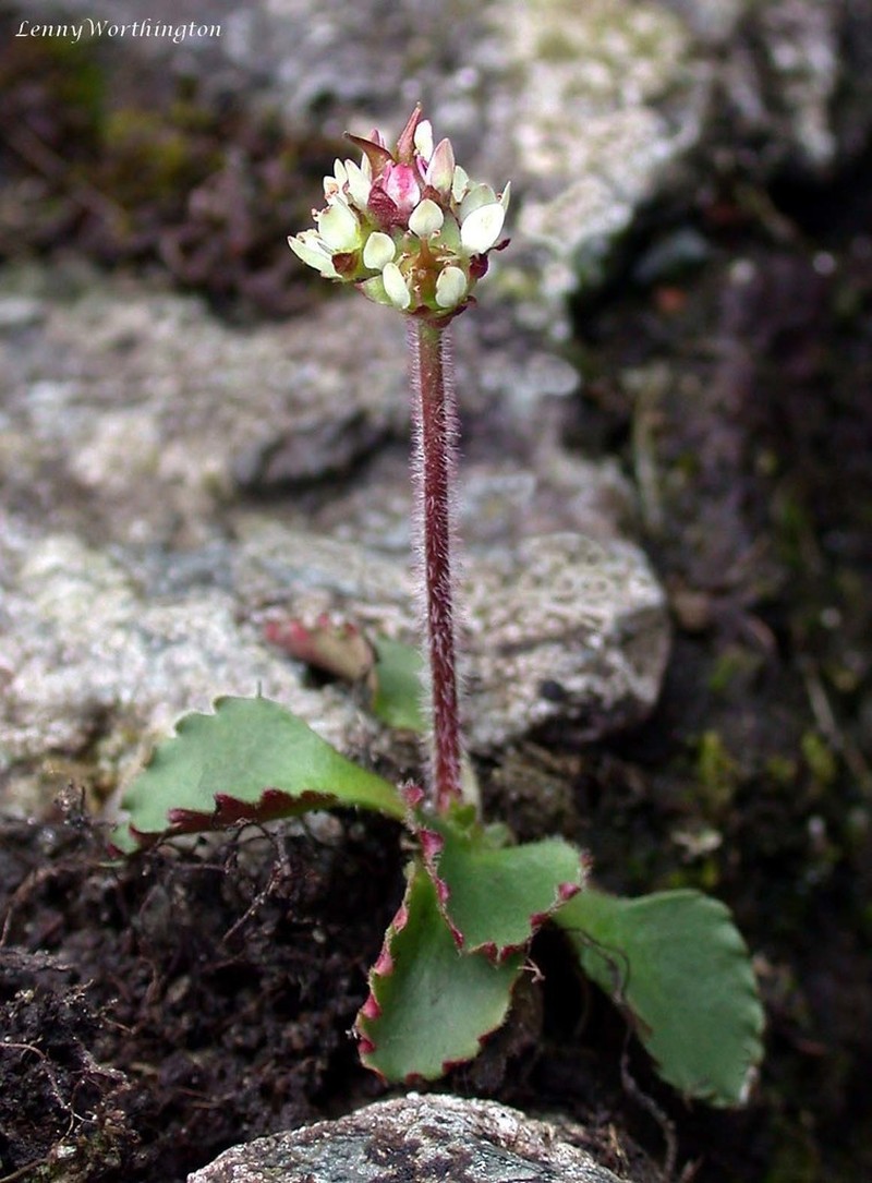 Alpine Saxifrage photo 8