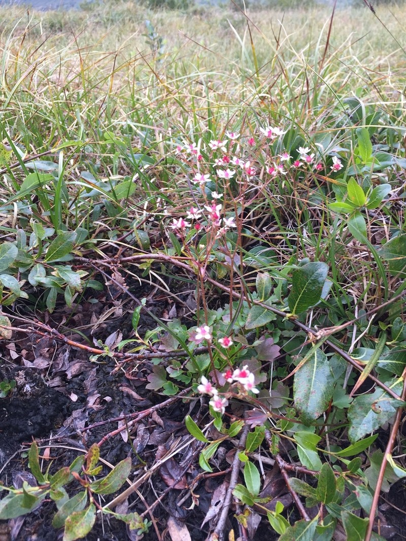 Nakedstem Saxifrage