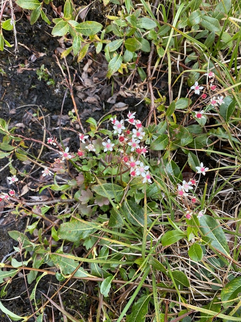 Nakedstem Saxifrage photo 2