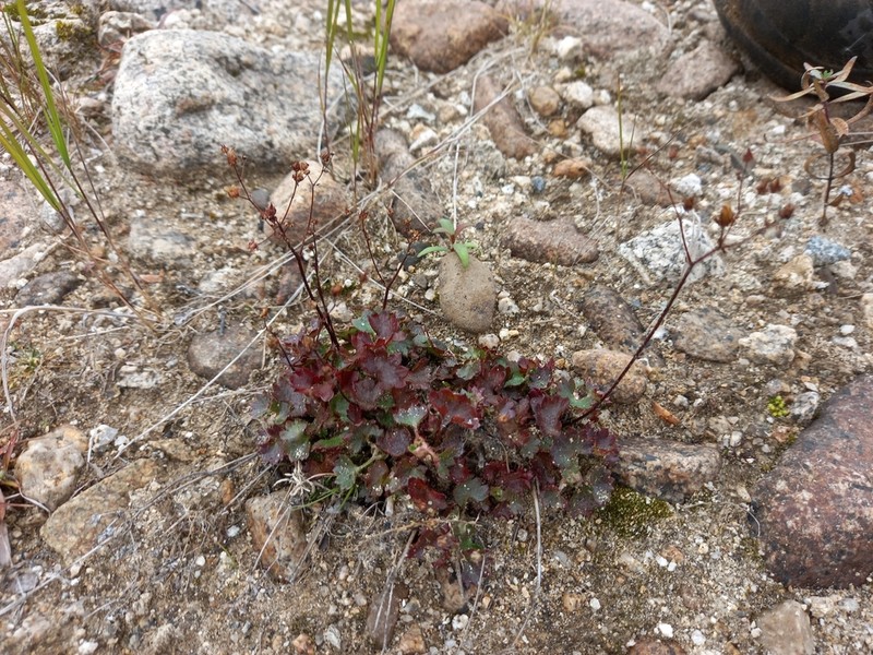 Nakedstem Saxifrage photo 3
