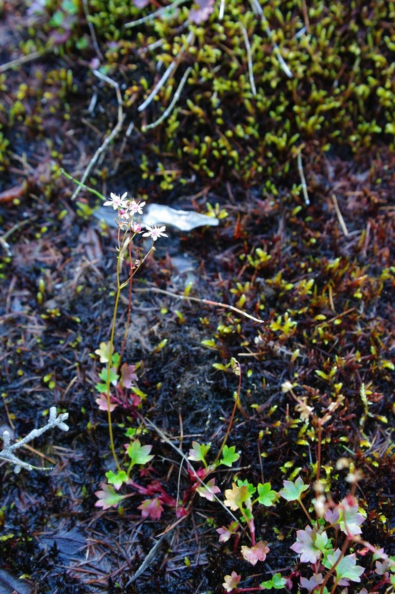 Nakedstem Saxifrage photo 4