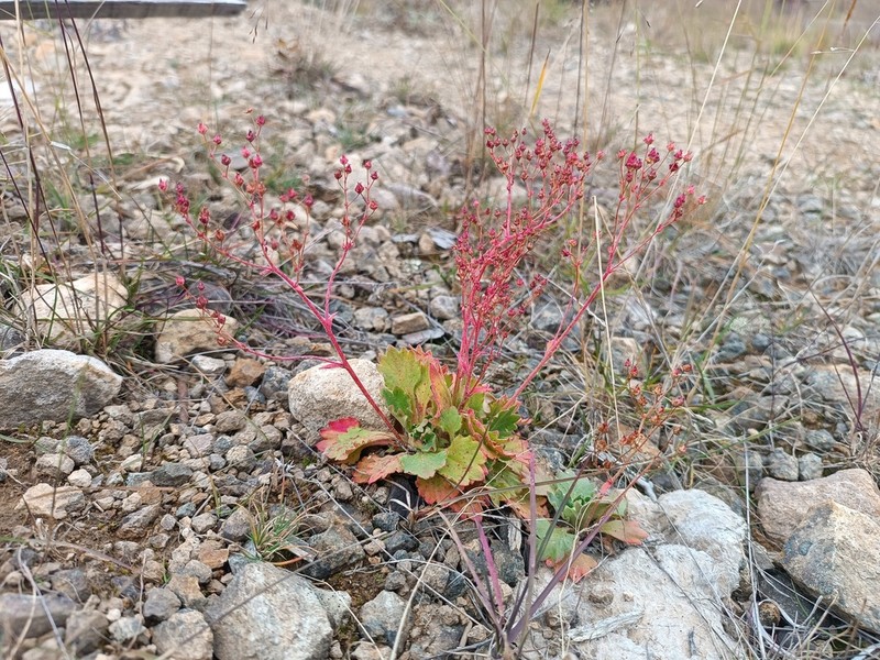 Nakedstem Saxifrage photo 5