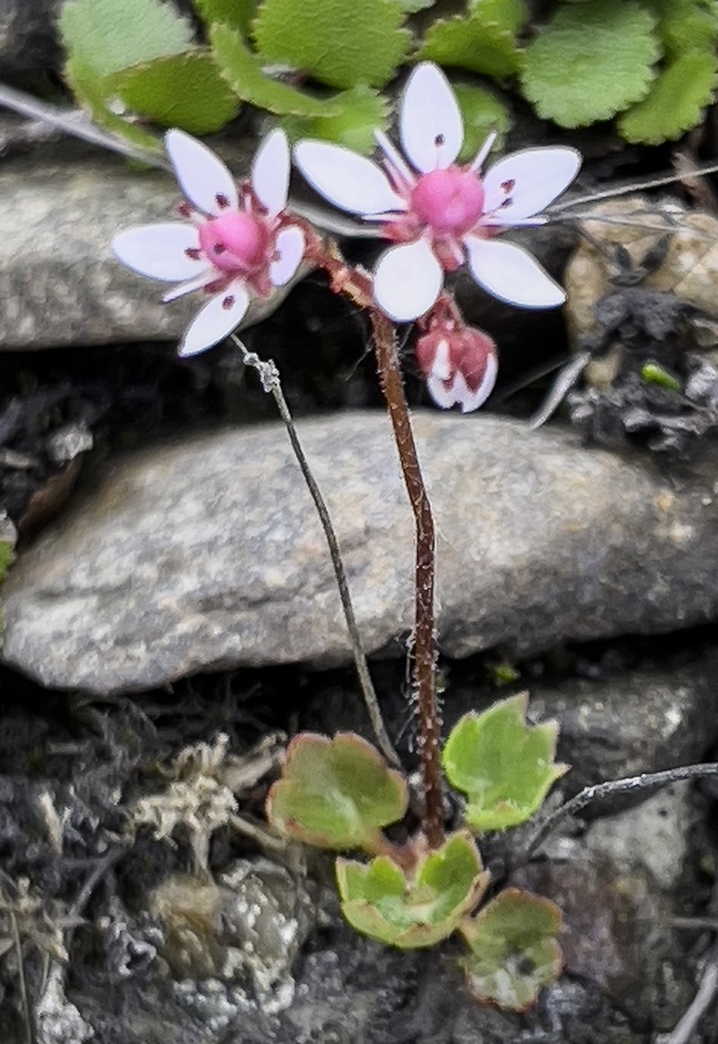 Nakedstem Saxifrage photo 6
