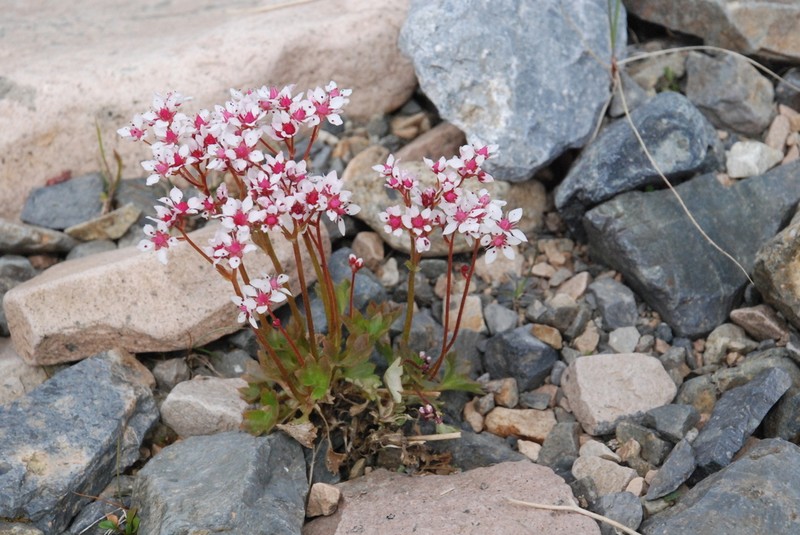 Nakedstem Saxifrage photo 7