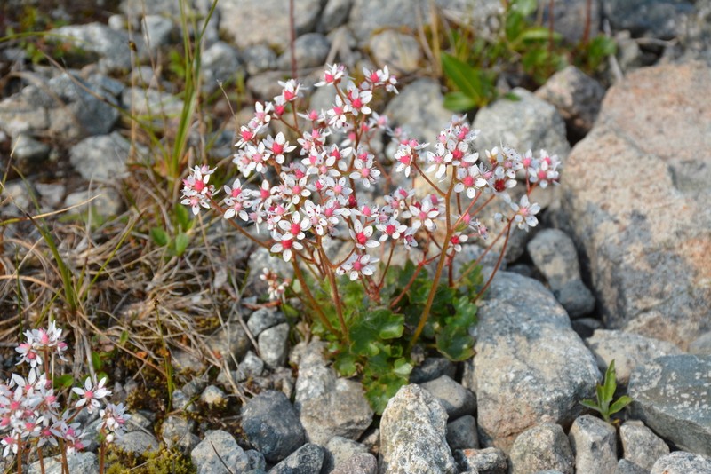 Nakedstem Saxifrage photo 8