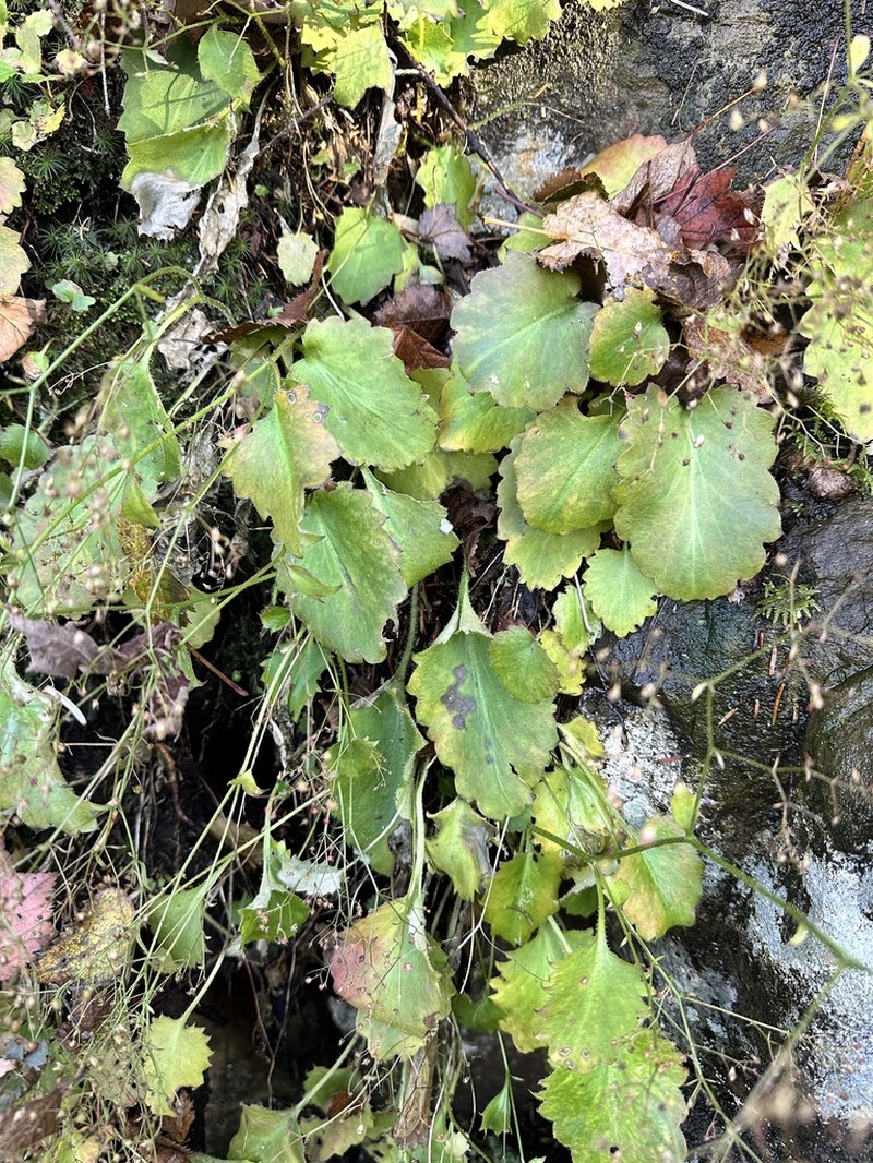 Micranthes oblongifolia photo 2