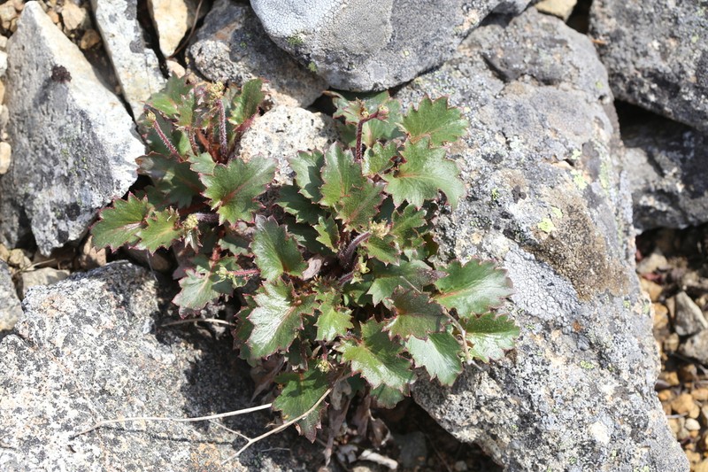 Micranthes oblongifolia photo 3