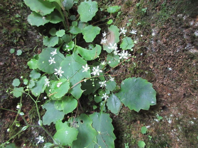 Micranthes oblongifolia photo 4