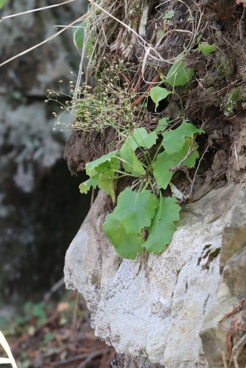 Micranthes oblongifolia photo 6