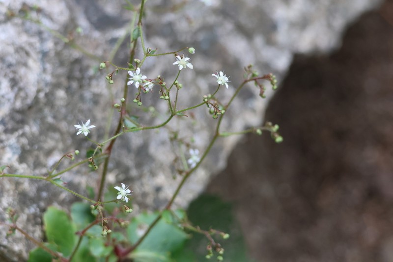 Micranthes oblongifolia photo 7