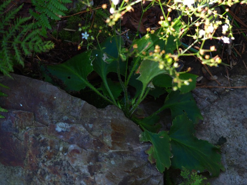 Micranthes oblongifolia photo 8