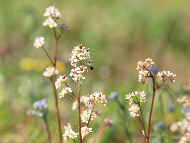 Alberta Saxifrage photo 3