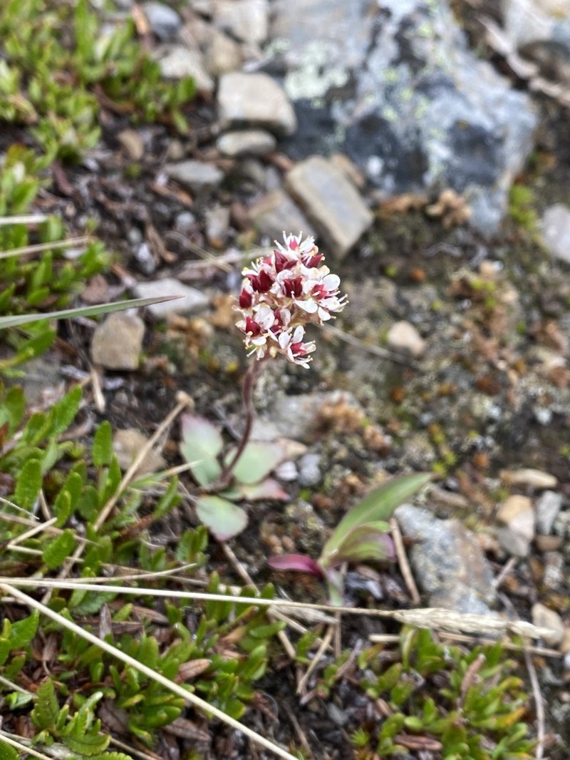 Alberta Saxifrage photo 4