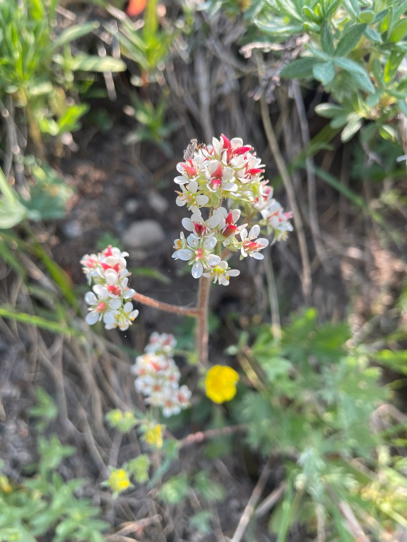 Alberta Saxifrage photo 5