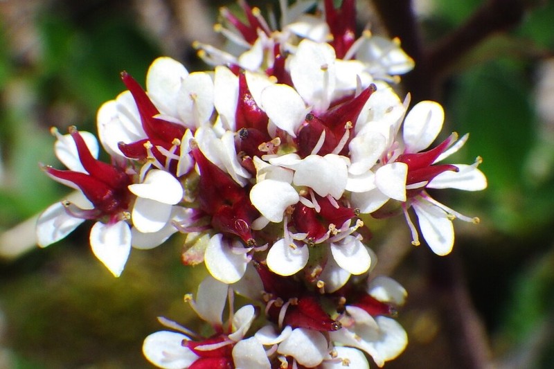 Alberta Saxifrage photo 6