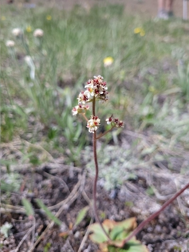 Alberta Saxifrage photo 7