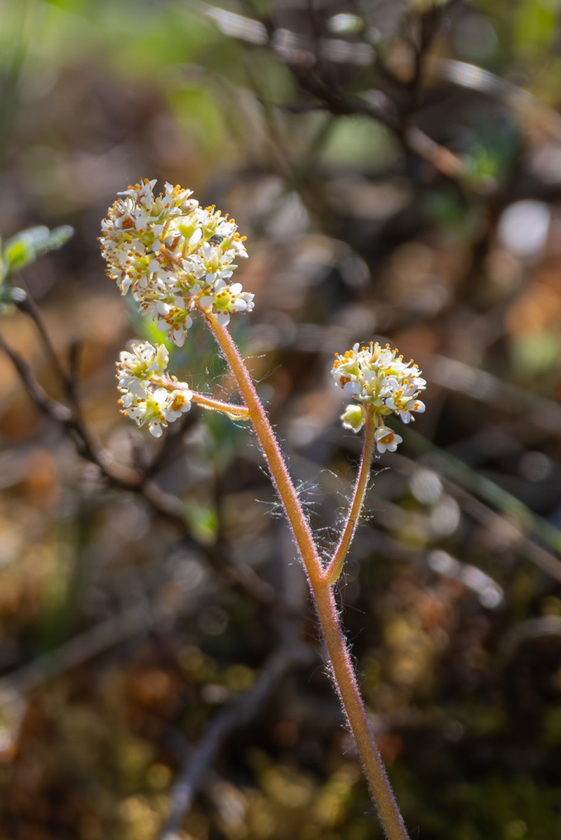 Alberta Saxifrage photo 8