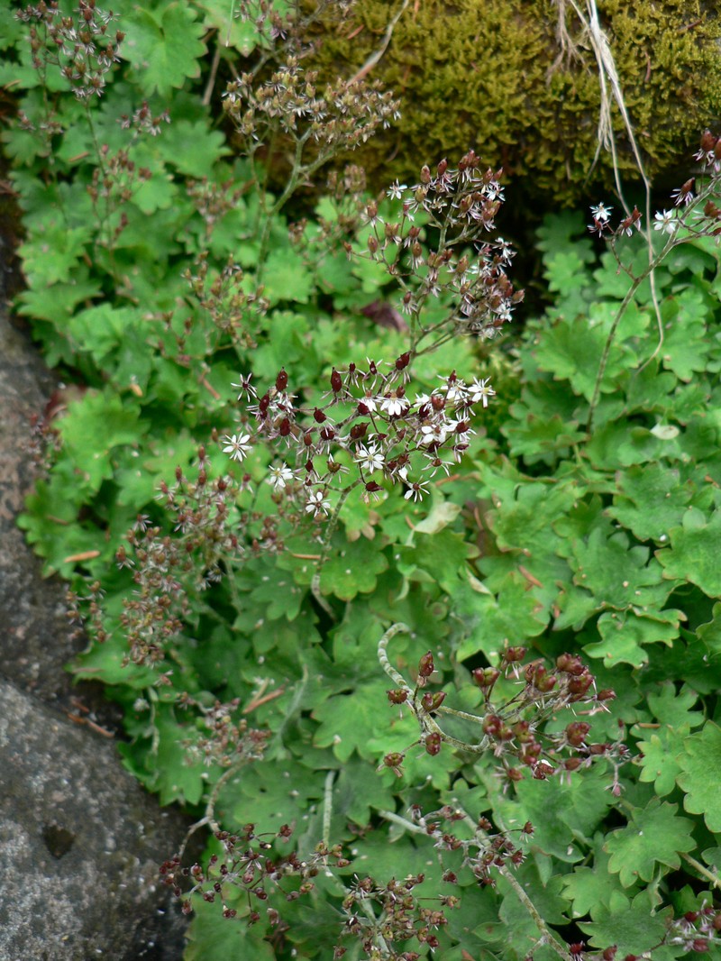 Brook Saxifrage