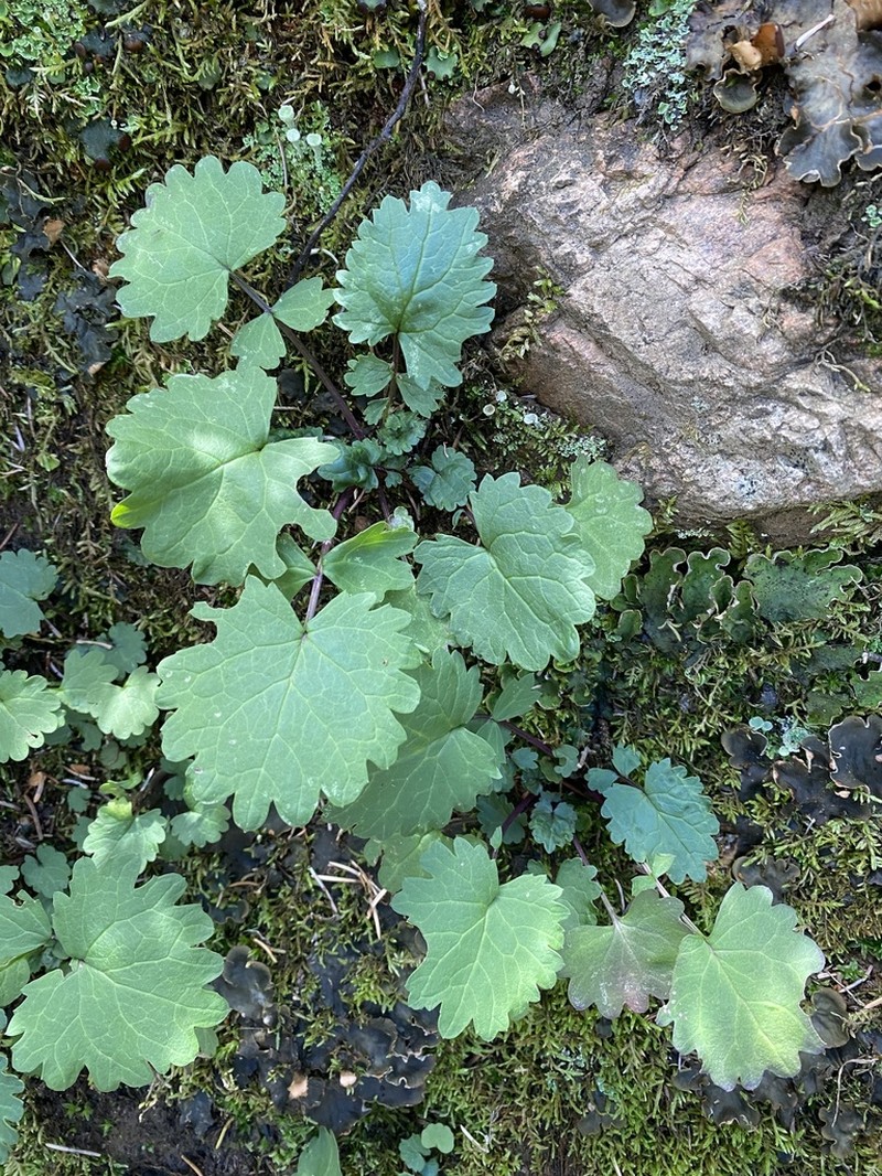 Brook Saxifrage photo 3