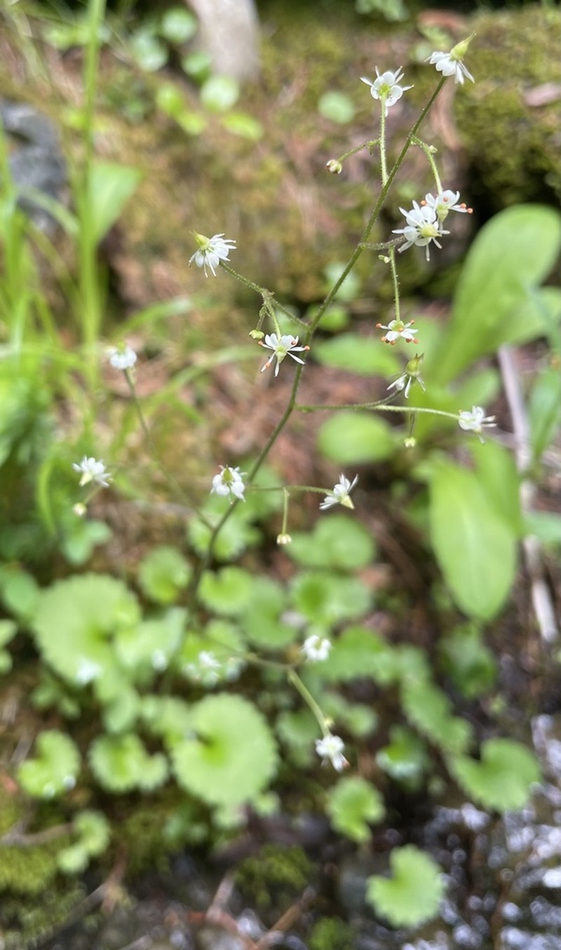 Brook Saxifrage photo 4