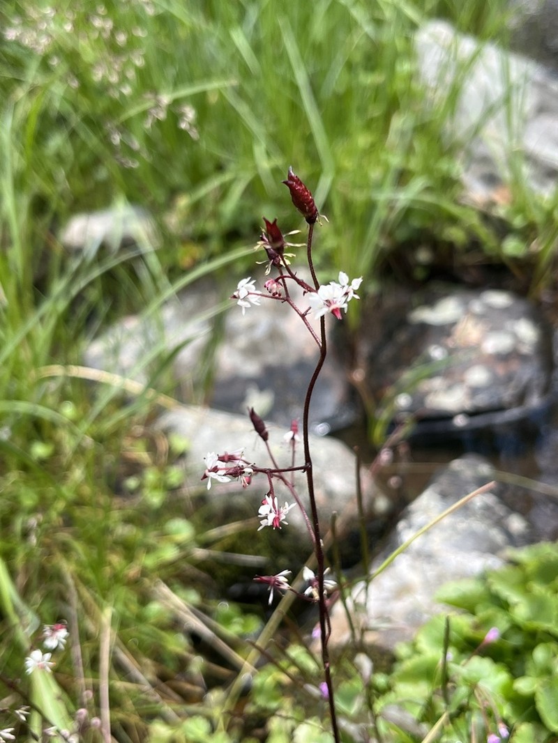 Brook Saxifrage photo 5