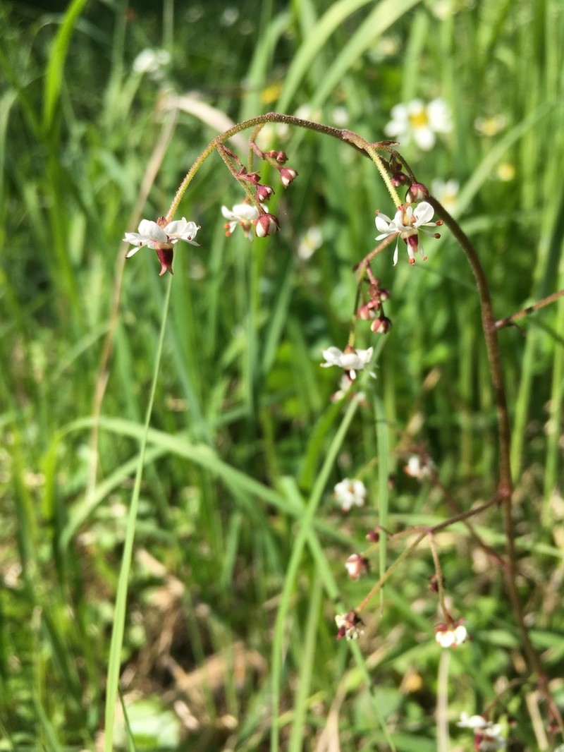 Brook Saxifrage photo 6