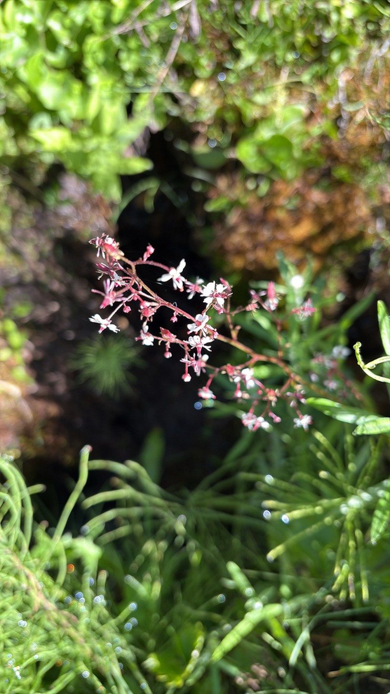 Brook Saxifrage photo 7