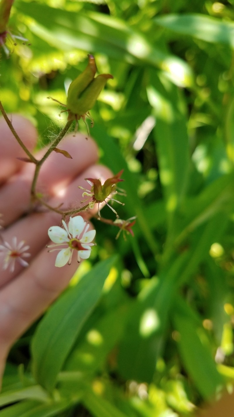 Brook Saxifrage photo 8