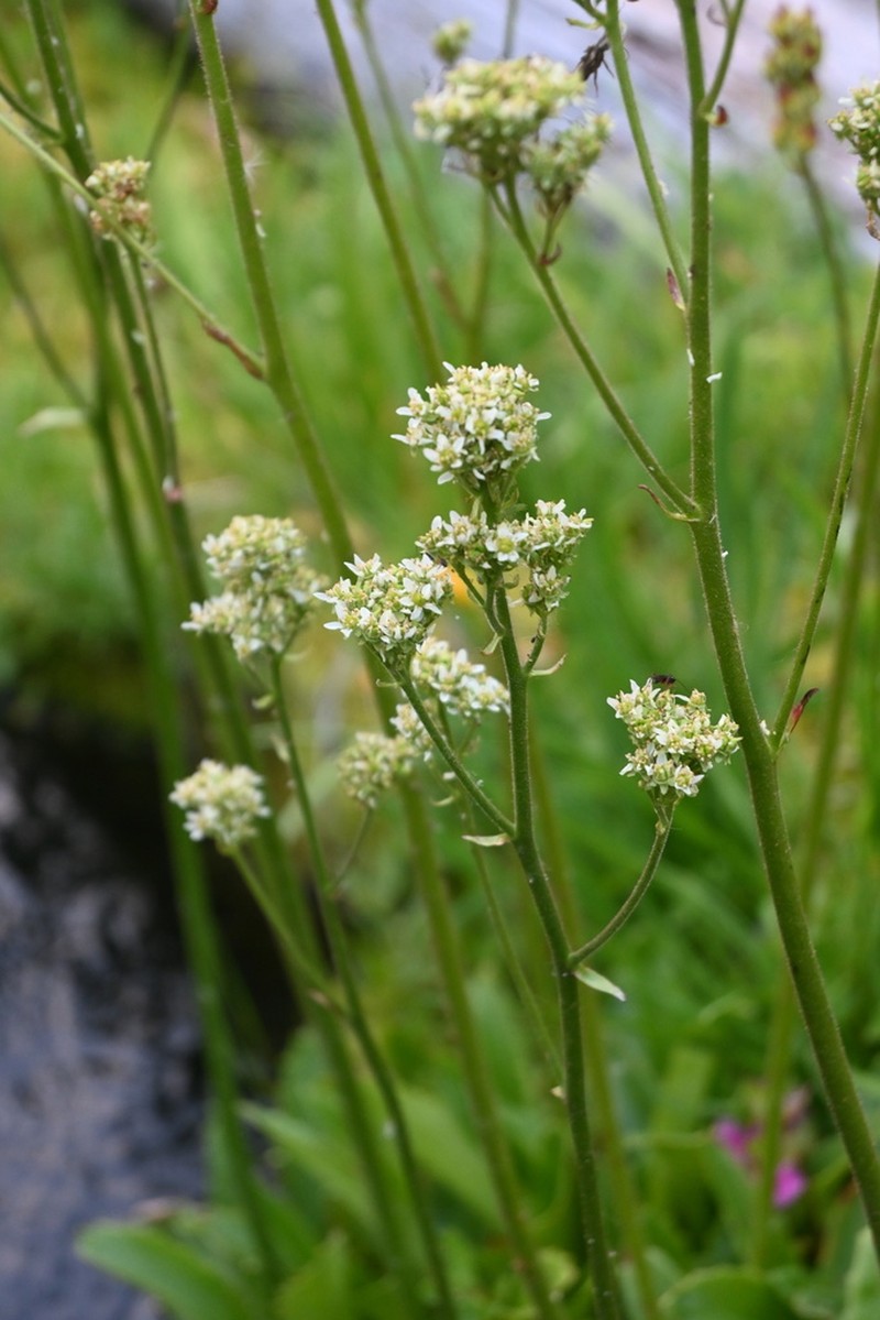 Oregon Saxifrage photo 2
