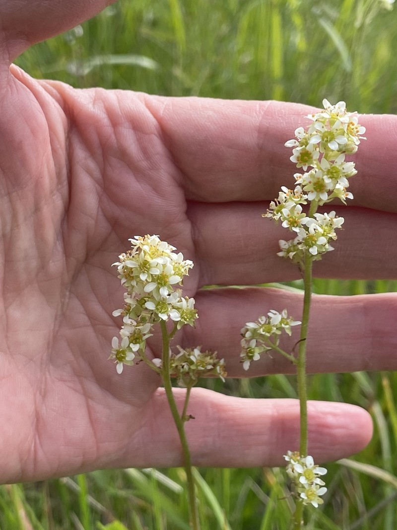 Oregon Saxifrage photo 3