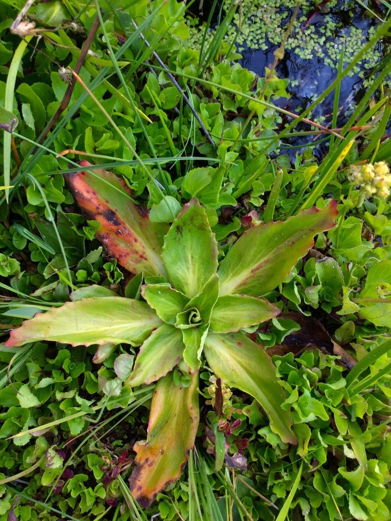 Oregon Saxifrage photo 4