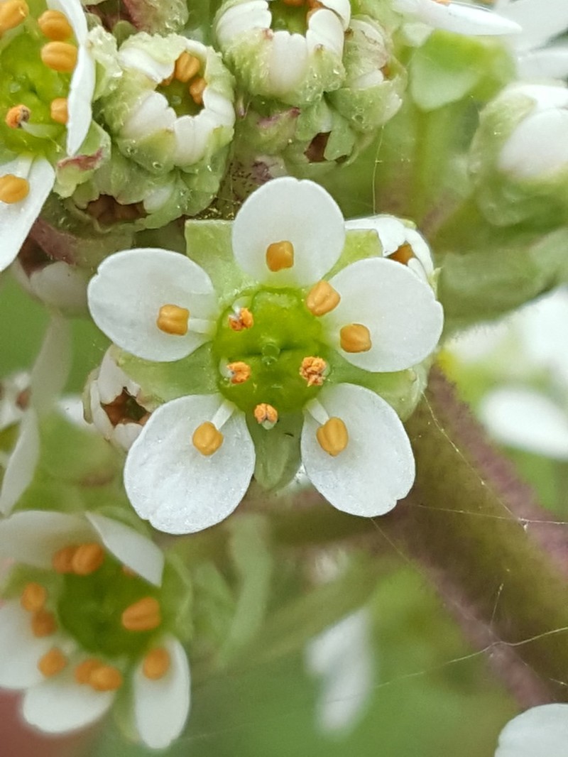 Oregon Saxifrage photo 6