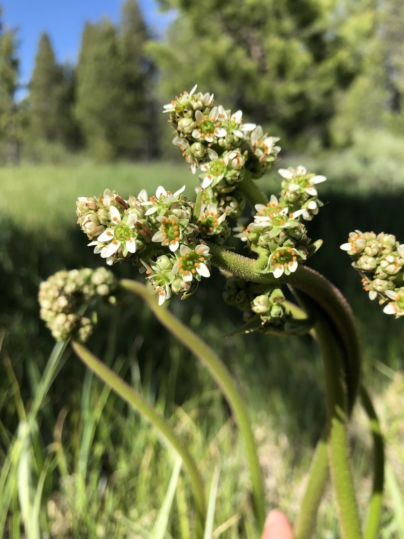 Oregon Saxifrage photo 7