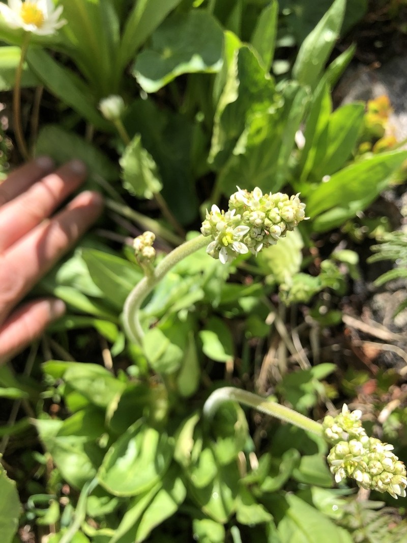 Oregon Saxifrage photo 8