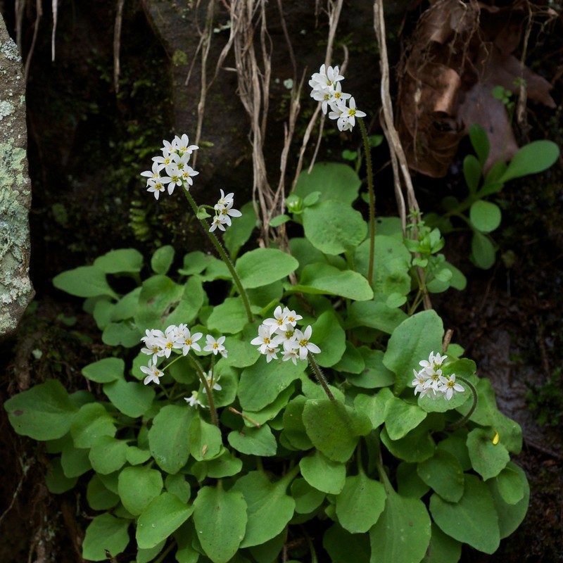 Palmer's Saxifrage