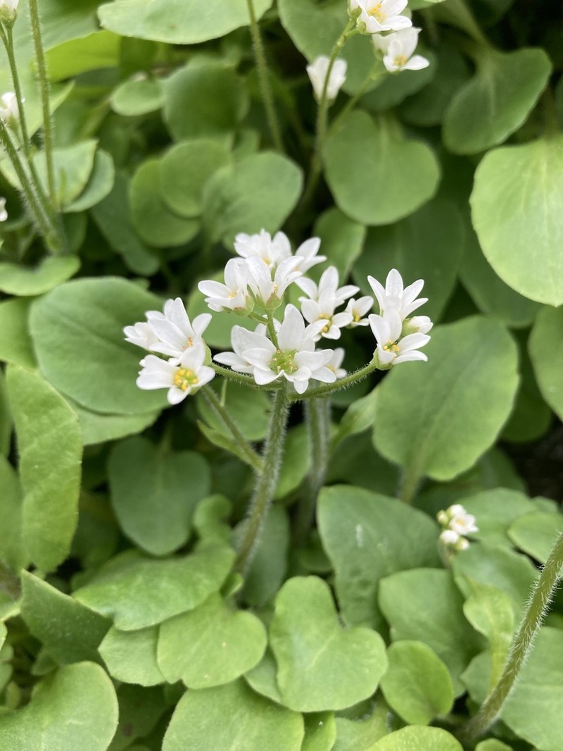 Palmer's Saxifrage photo 3